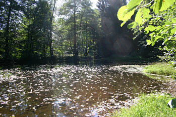 Buschmühlenteich