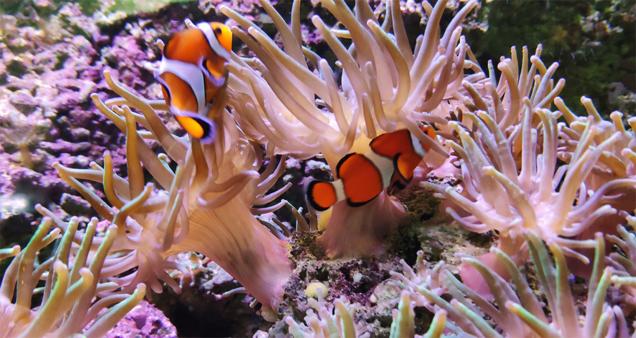 Meeresaquarium am Fichtelberg