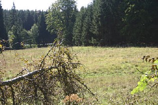 Waldwiese am Buschmühlenteich