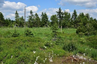 Schwarze Heide - Kriegswiese