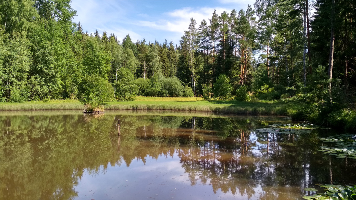 Ententeich im Tharandter Wald