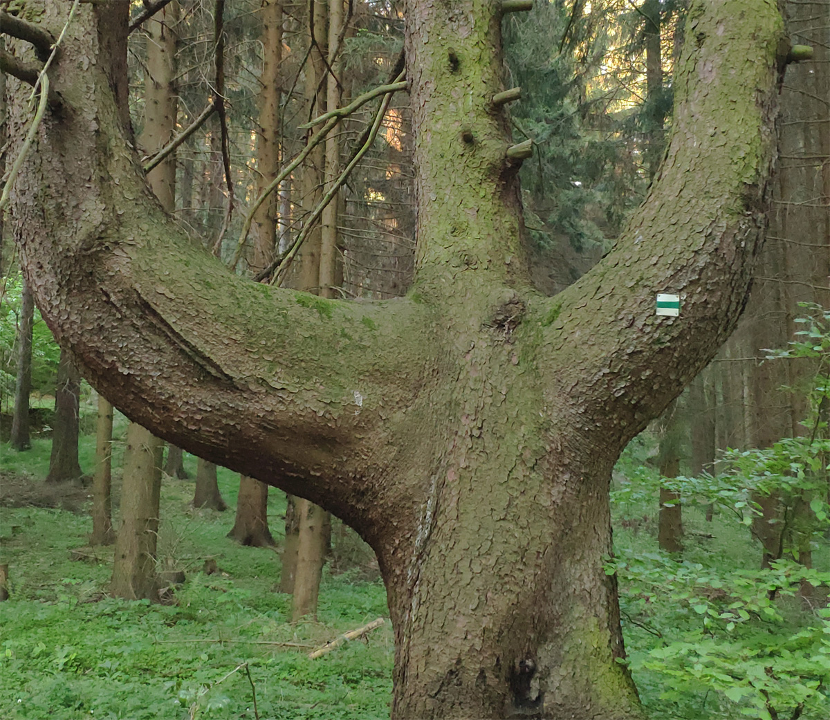 Leuchterfichte