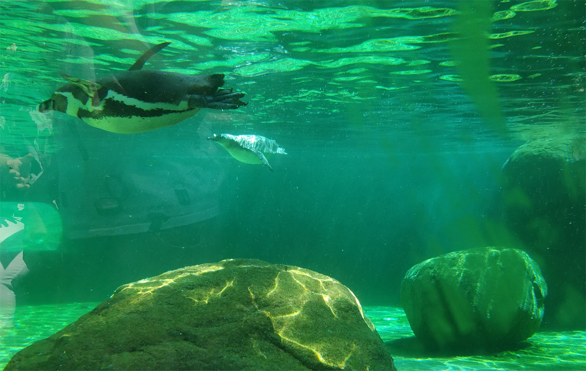 Zoo Dresden