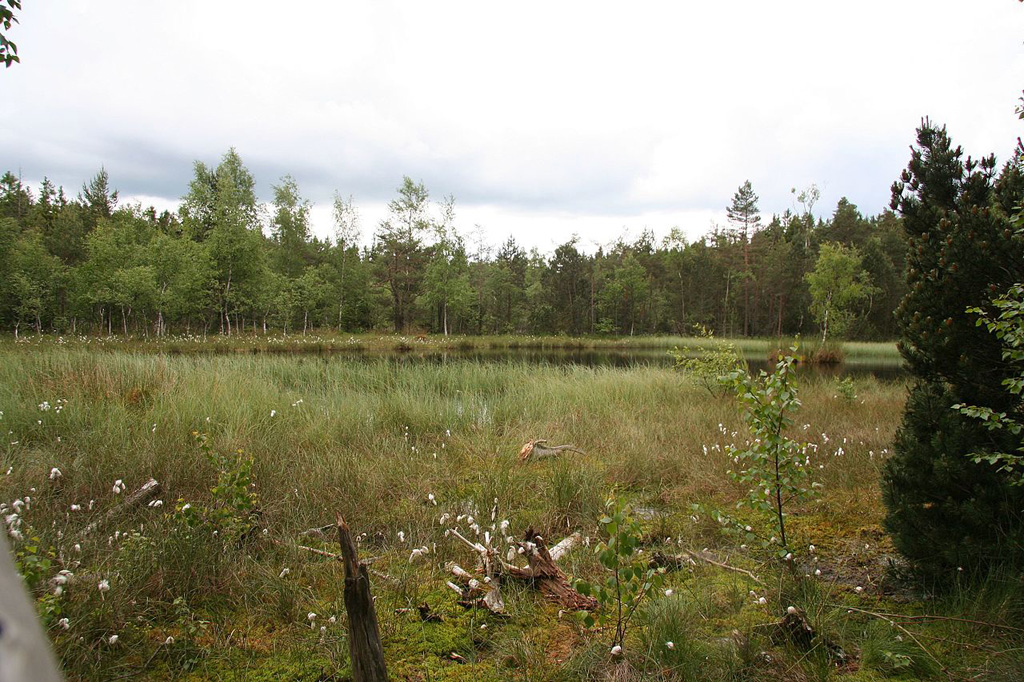 Hormersdorfer Hochmoor