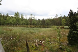Hormersdorfer Hochmoor