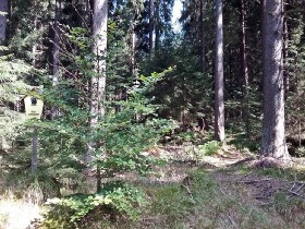 Friedrichsheider Hochmoor